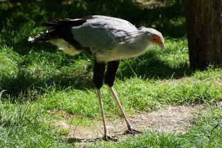 Sagittarius serpentarius - Sekretär (Sekretärvogel)